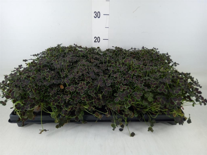<h4>Trifolium repens 'Dark Debbie'</h4>