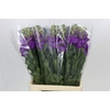 Matthiola Iron Purple