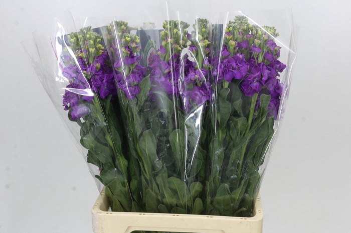 Matthiola Iron Purple