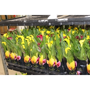 CALLA MINI P09