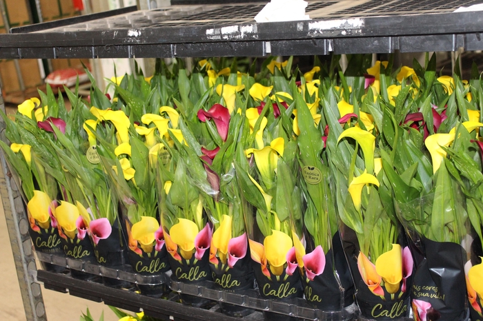 <h4>CALLA MINI P09</h4>