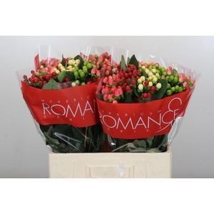 Hypericum Rainbow Romance