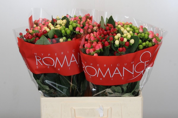 Hypericum Rainbow Romance