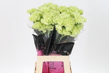 <h4>Di St Emerald Green</h4>
