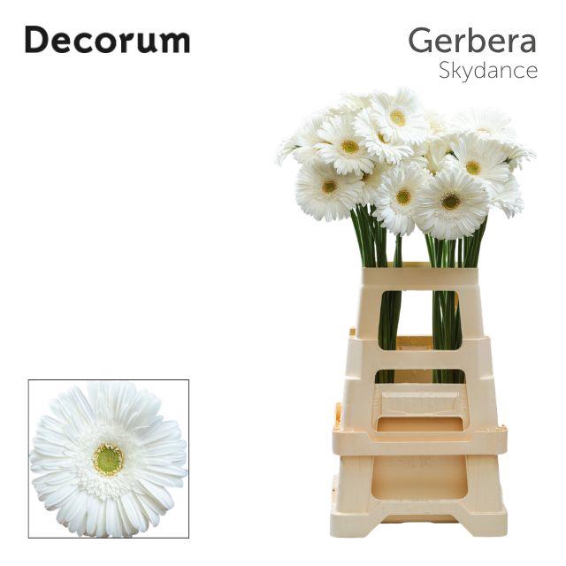 <h4>Gerbera Skydance Water x40 Lang</h4>