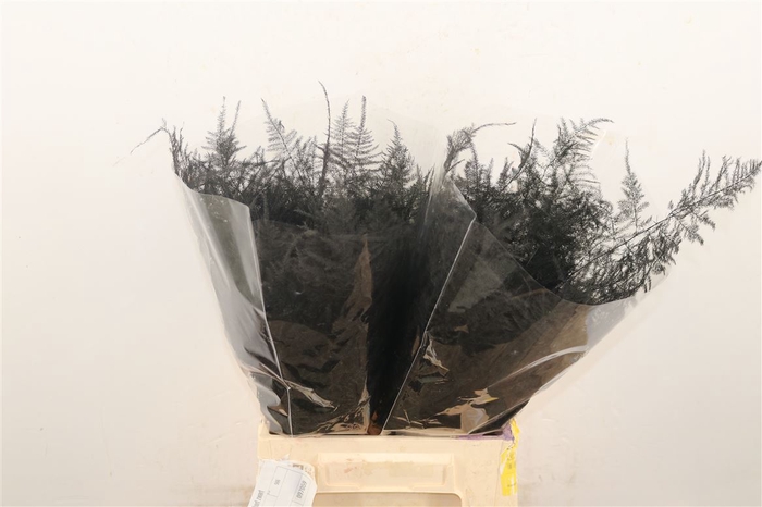 <h4>Asp Kbh Kort Zwart</h4>