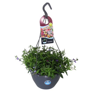 Hangpotten 27 waterreservoir Mix 12 Lobelia Trio