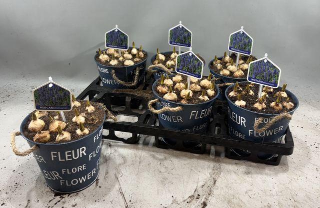 <h4>ARR MUSCARI</h4>