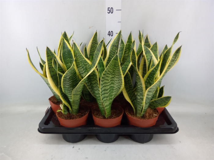 <h4>Sansevieria trifa. 'Futura Superba'</h4>