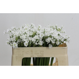 Allium Flocon