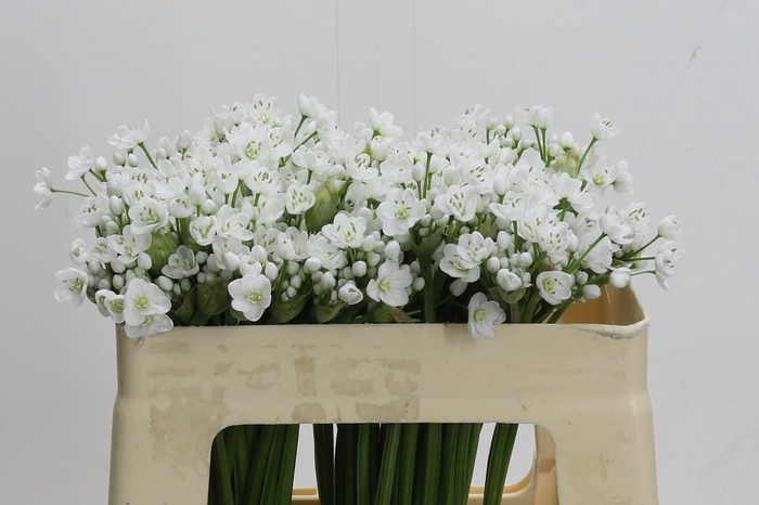 Allium Flocon