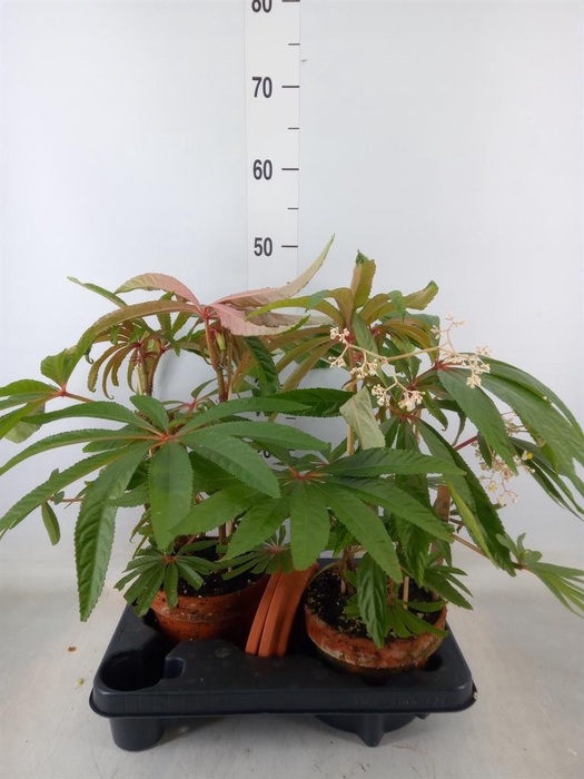 <h4>Begonia BD   ...</h4>