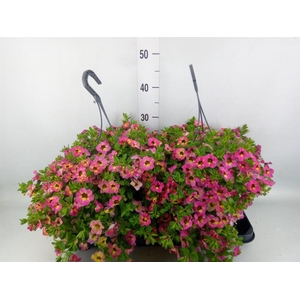 Calibrachoa   ...mix