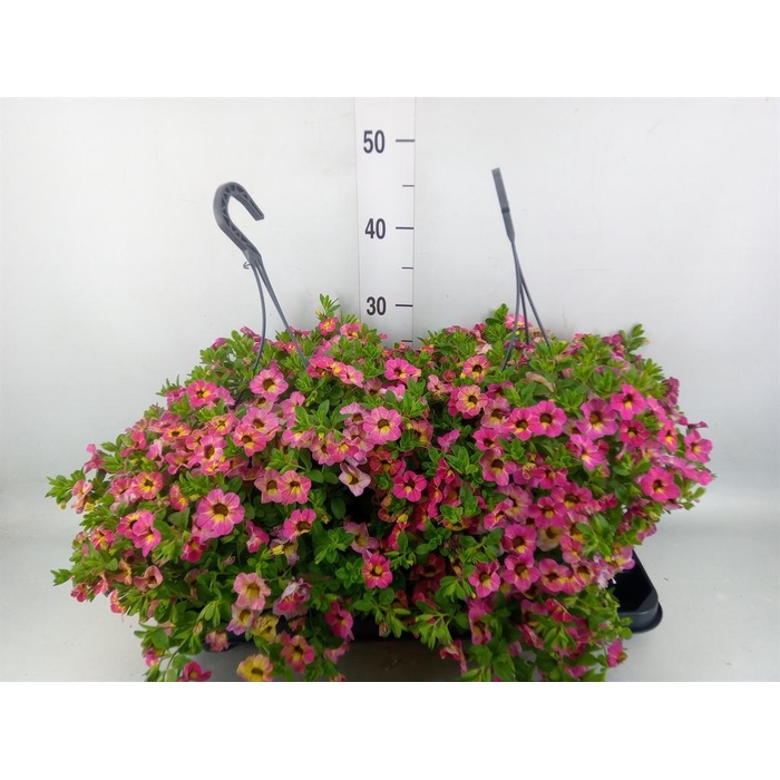 <h4>Calibrachoa   ...mix</h4>