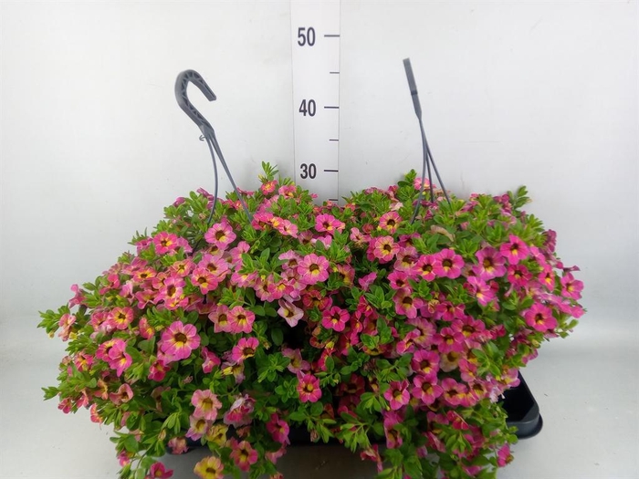 Calibrachoa   ...mix