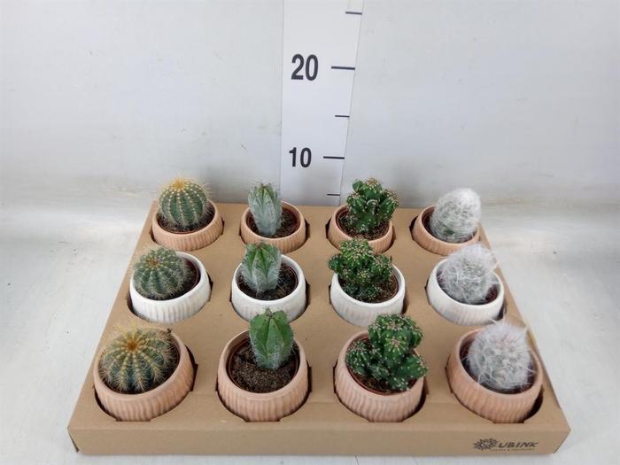 <h4>Cactus   ...mix</h4>