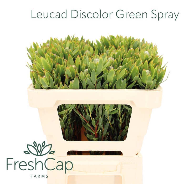 <h4>Leucad Discolor Green Spray</h4>