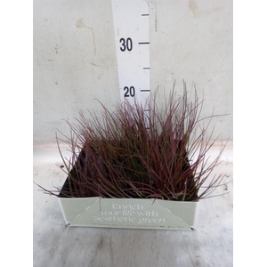 Tillandsia