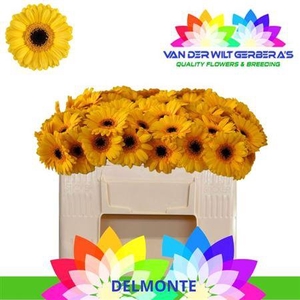 Ge Mi Delmonte