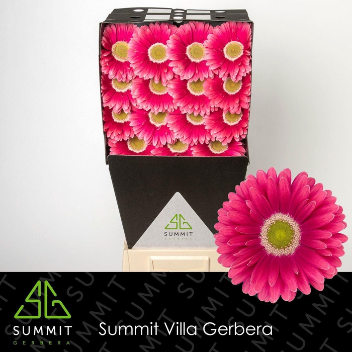 <h4>GE GR UNIQUE</h4>