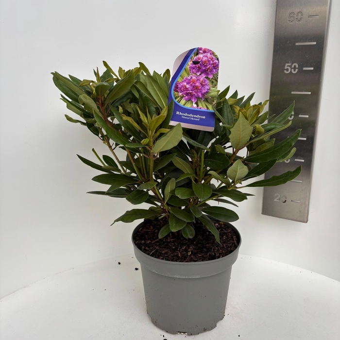 <h4>Rhododendron (p) 'Marcel Menard'</h4>