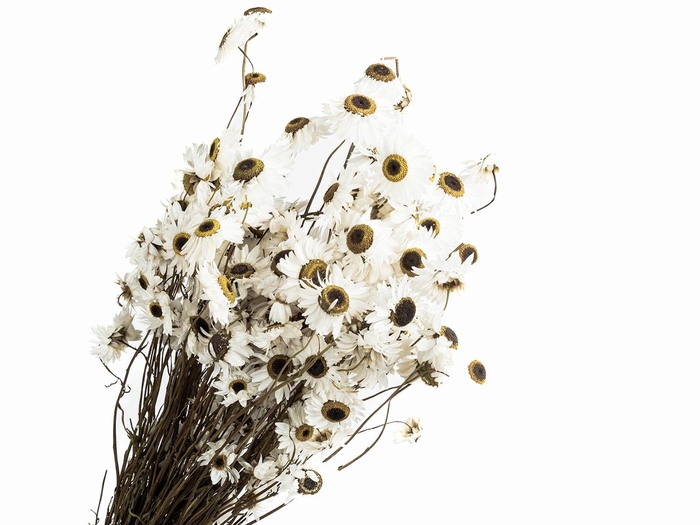 Acrolinium White Natural