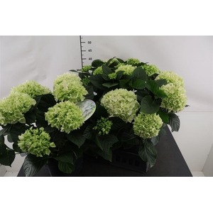 Tuinhydrangea 23 Cm. P. Bright White 10+ Scherm.