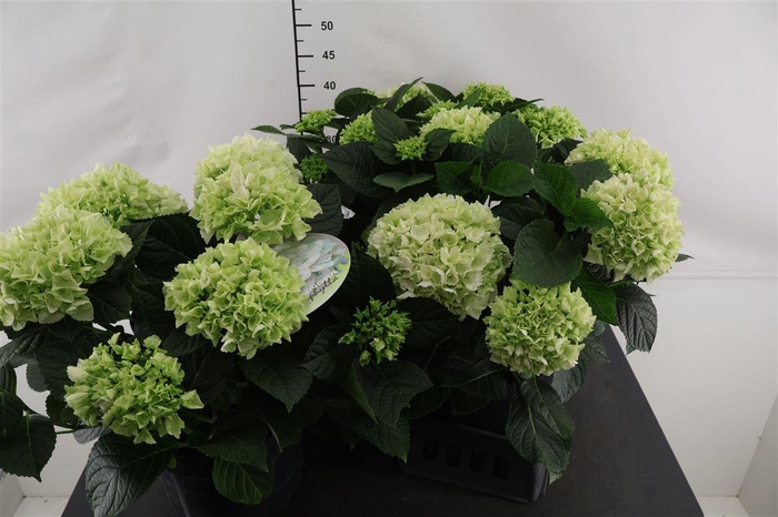 <h4>Tuinhydrangea 23 Cm. P. Bright White 10+ Scherm.</h4>