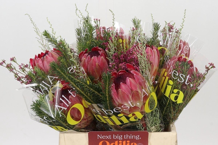<h4>Protea   .../bos</h4>