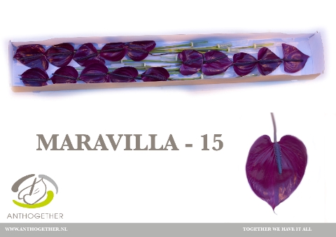 <h4>Anthurium Maravilla</h4>