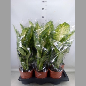 Dieffenbachia  'Mars'