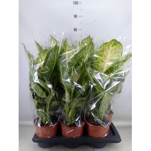 Dieffenbachia  'Mars'