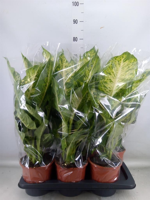 <h4>Dieffenbachia  'Mars'</h4>