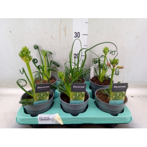 Albuca spiralis 'Frizzle Sizzle'