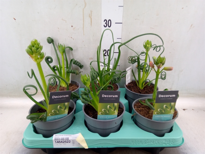 <h4>Albuca spiralis 'Frizzle Sizzle'</h4>