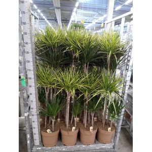 Dracaena   ...mix