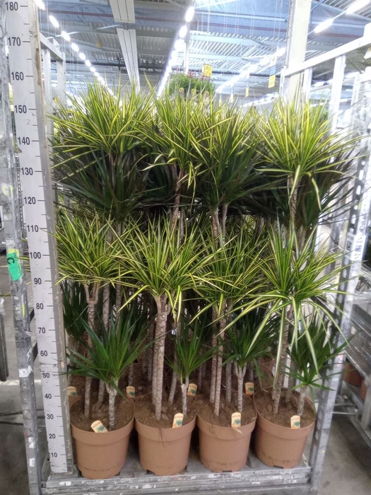<h4>Dracaena   ...mix</h4>