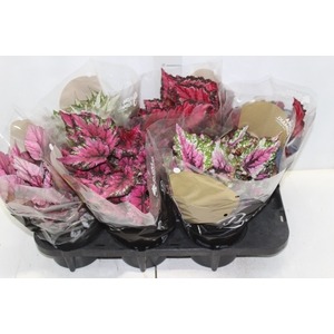 BEGONIA BELEAF P15 PO