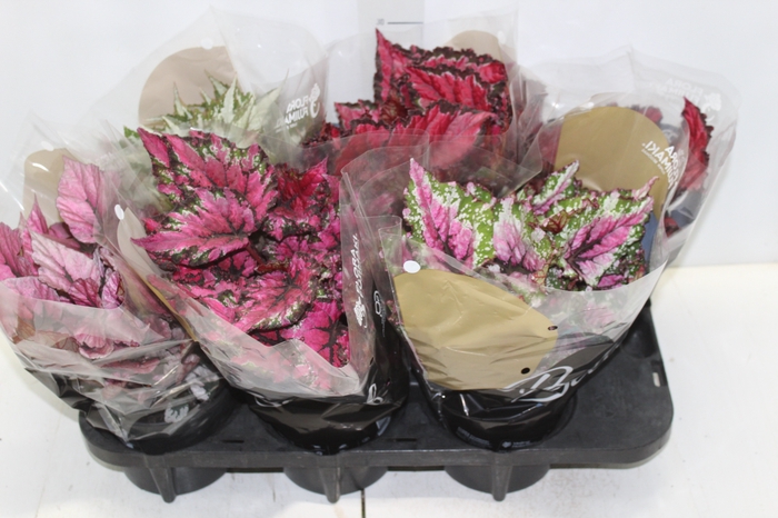 <h4>BEGONIA BELEAF P15 PO</h4>