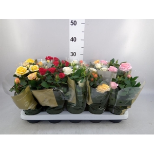 Rosa  'Kordana Grande'   ...mix