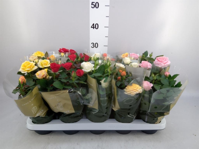 <h4>Rosa  'Kordana Grande'   ...mix</h4>