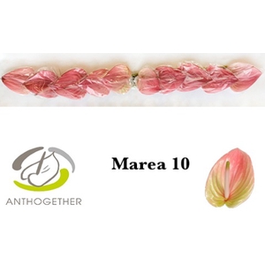 ANTH A MAREA 10 Small Pack