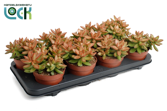 <h4>Sedum Adolphii</h4>