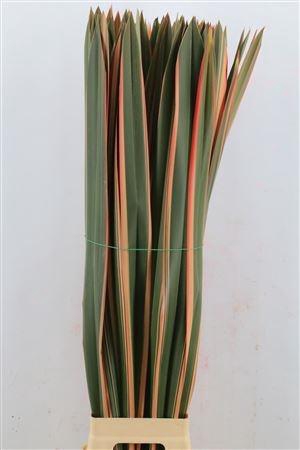 <h4>PANDANUS (BLAD)</h4>
