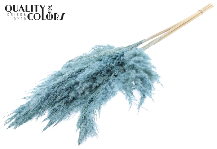 <h4>Pampas Grass 100cm 5st/bunch Bleached Frosted Light Blue</h4>