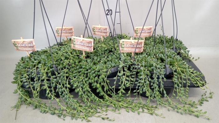 <h4>Senecio herreianus</h4>