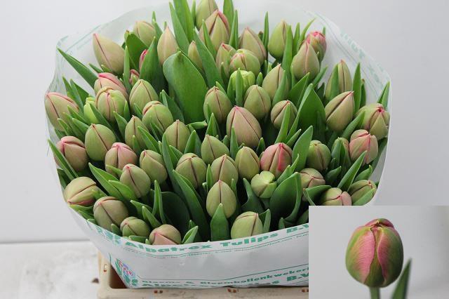 <h4>TU DU ETCHED SALMON</h4>