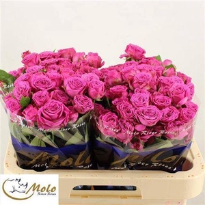 R Tr Classic Sensation@