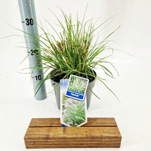 Pennisetum alopecuroides Hameln