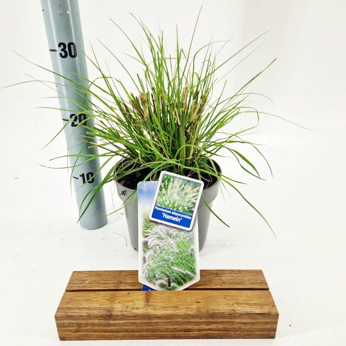 <h4>Pennisetum alopecuroides Hameln</h4>